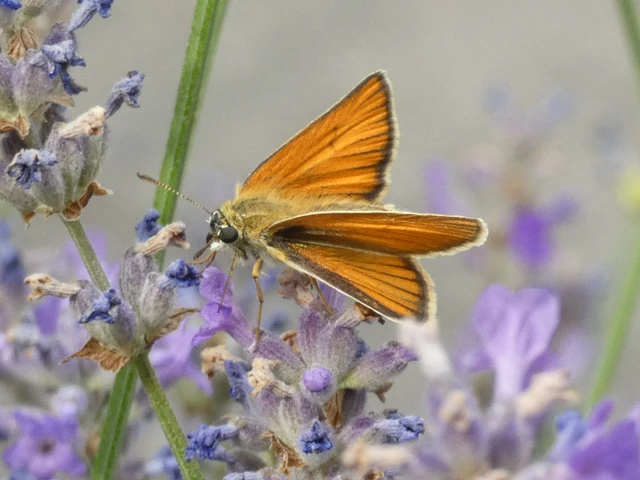 Thymelicus lineola - vonalas busalepke