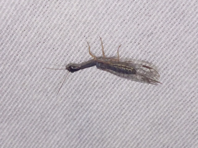 Raphidioptera - Tevenyakú-fátyolkák