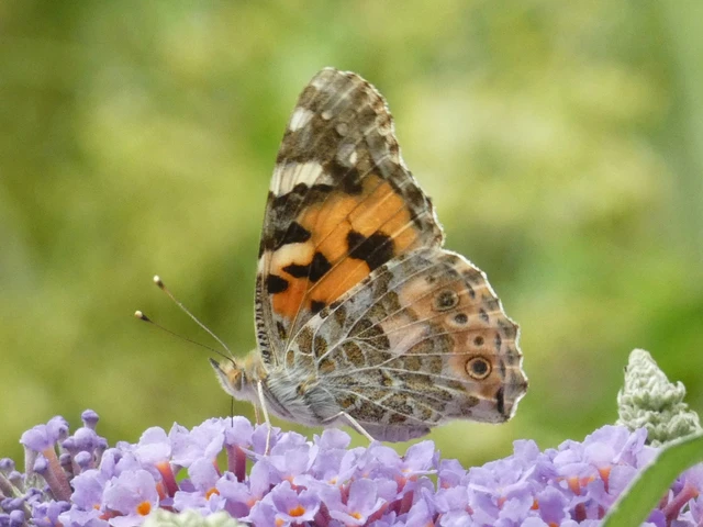 Vanessa cardui - bogáncslepke