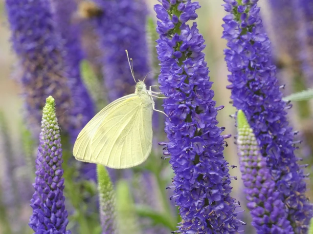 Pieris rapae - répalepke