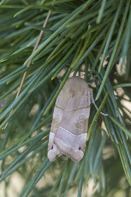 Noctua fimbriata - szélessávú sárgafűbagoly