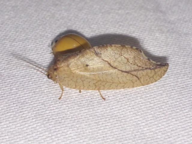 Drepanepteryx phalaenoides