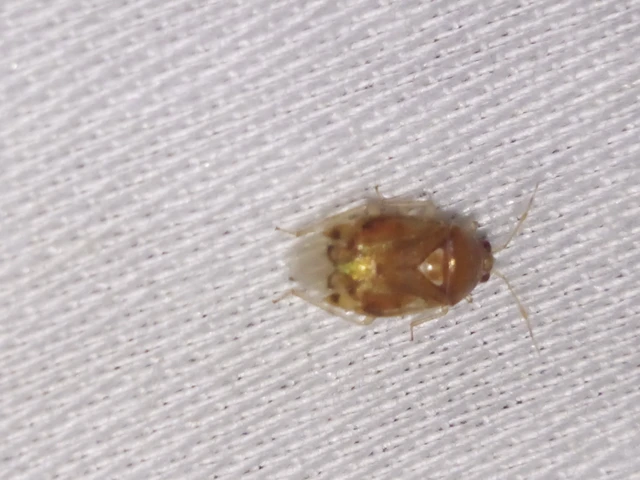 Deraeocoris lutescens - sárgás mezeipoloska Deraeocoris lutescens - sárgás mezeipoloska