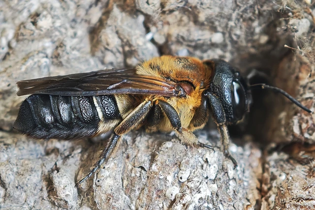 Megachile sculpturalis - óriás művészméh