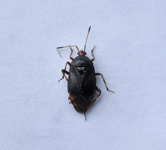 Deraeocoris
