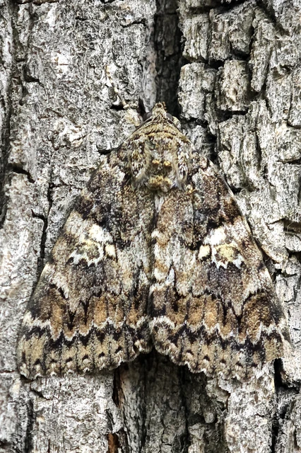 Catocala sponsa - tölgyfa-övesbagoly