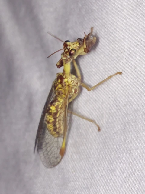 Mantispa styriaca - kétszínű fogólábú-fátyolka