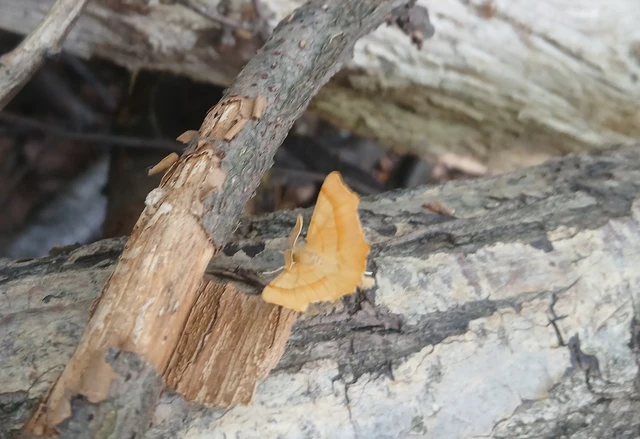 Ennomos quercinaria - tölgyfa-levélaraszoló