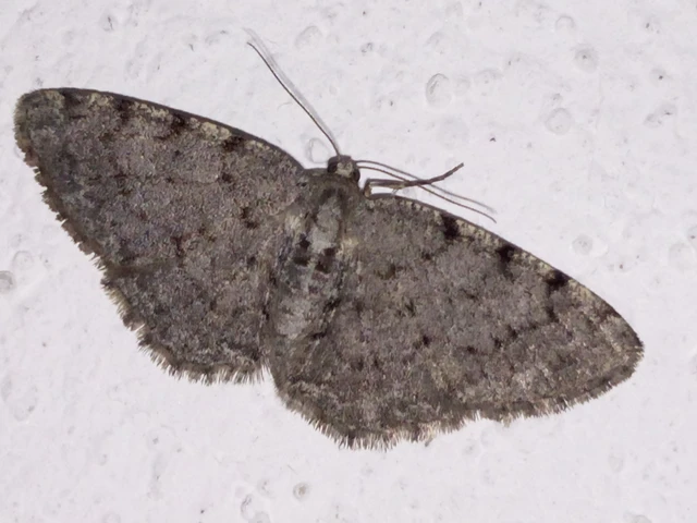 Aethalura punctulata - szürke égeraraszoló