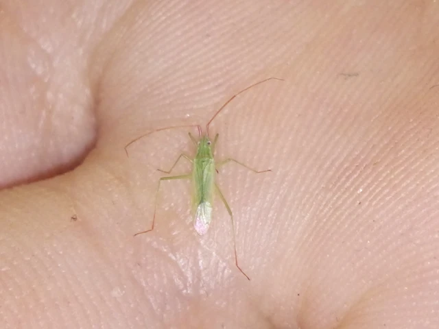 Trigonotylus