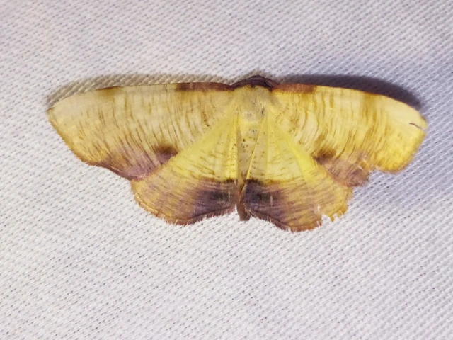 Plagodis dolabraria - baltaszárnyú araszoló