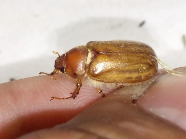 Amphimallon burmeisteri