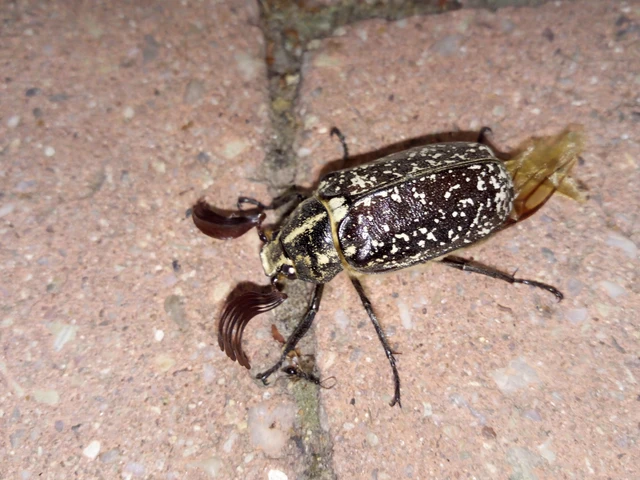 Polyphylla fullo - csapó cserebogár