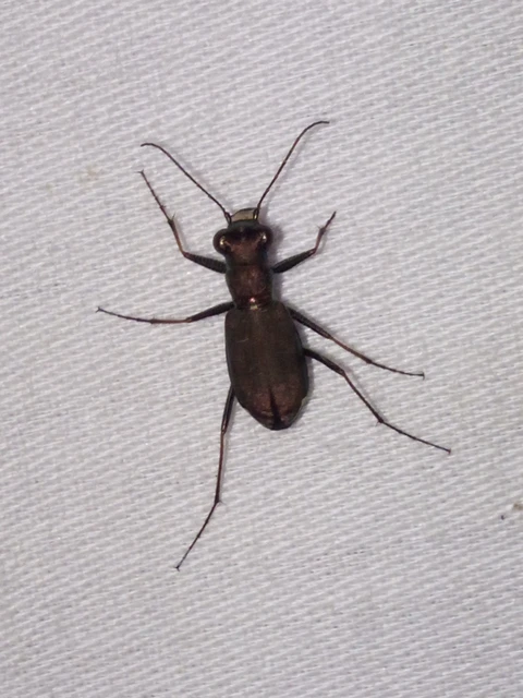 Cylindera germanica - parlagi homokfutrinka