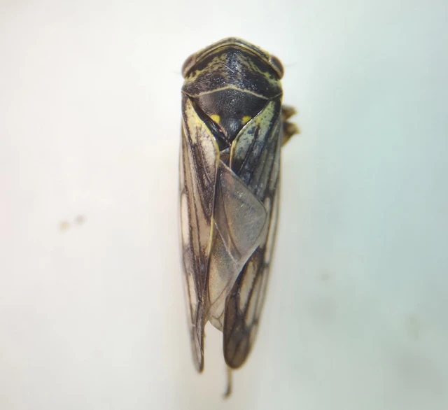 Auchenorrhyncha - Kabócák