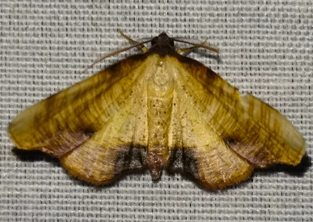 Plagodis dolabraria - baltaszárnyú araszoló