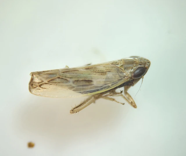 Auchenorrhyncha - Kabócák