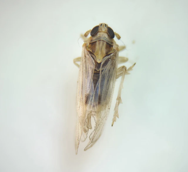 Auchenorrhyncha - Kabócák