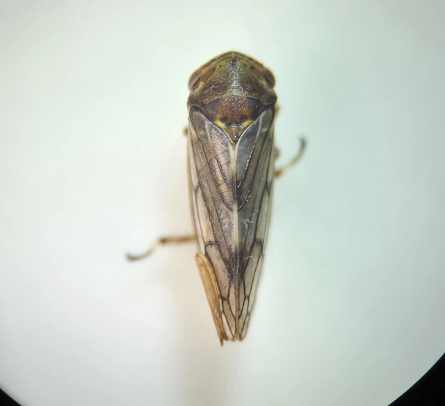 Auchenorrhyncha - Kabócák