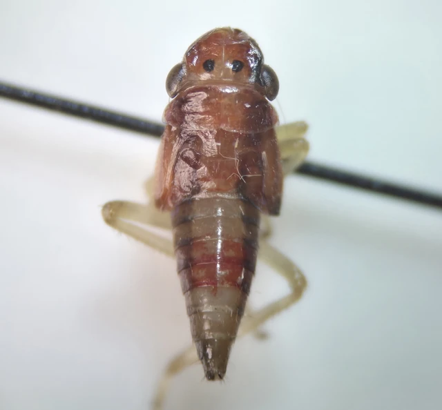 Auchenorrhyncha - Kabócák