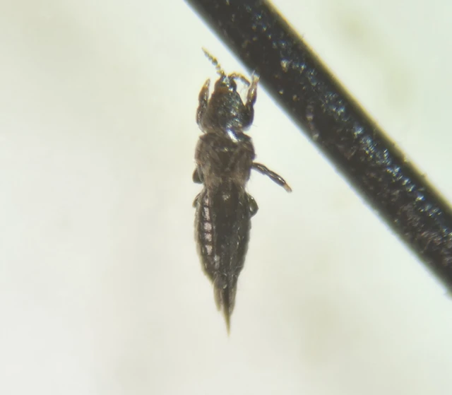 Thysanoptera - Tripszek