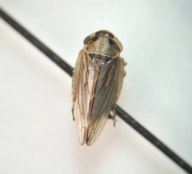 Auchenorrhyncha - Kabócák