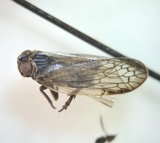 Auchenorrhyncha - Kabócák
