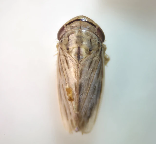 Auchenorrhyncha - Kabócák