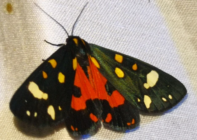 Callimorpha dominula - fémes medvelepke
