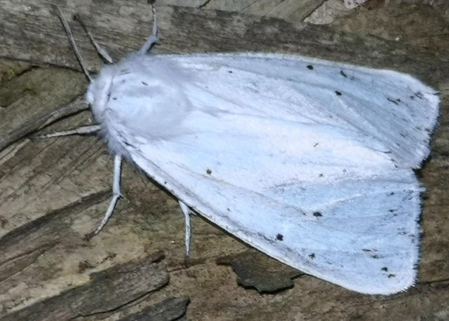 Spilosoma urticae - hószínű medvelepke