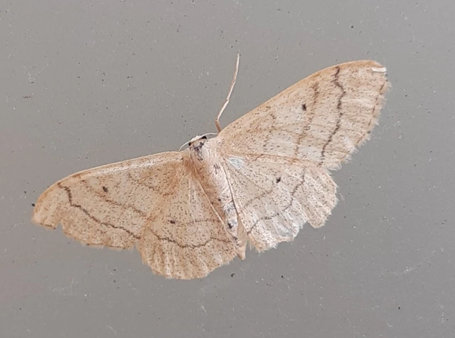 Idaea aversata - nagy sávosaraszoló