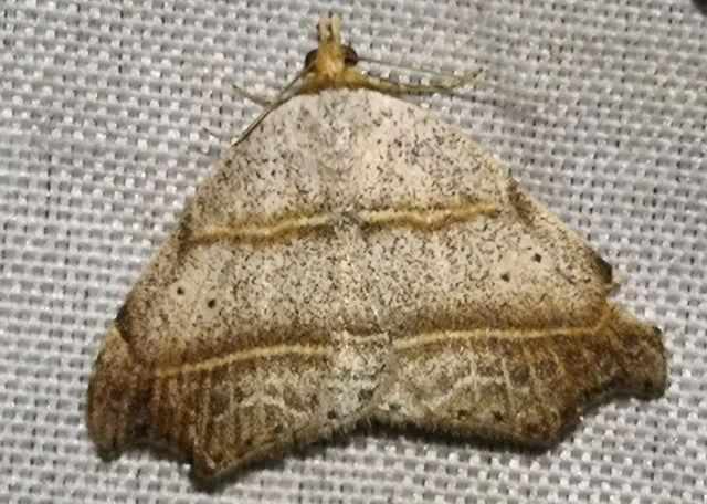 Laspeyria flexula - zuzmóbagoly