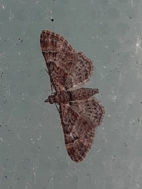 Gymnoscelis rufifasciata - vöröscsíkos törpearaszoló