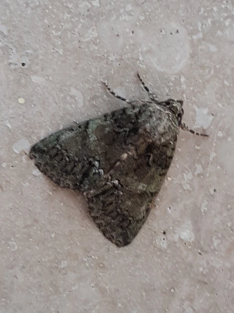 Polyphaenis sericata - selyemfényű erdeibagoly