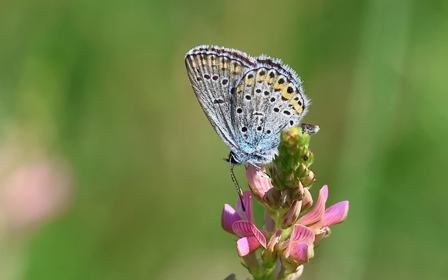 Plebejus argyrognomon - tintakék boglárka