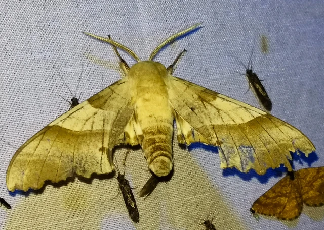 Marumba quercus - tölgyfaszender