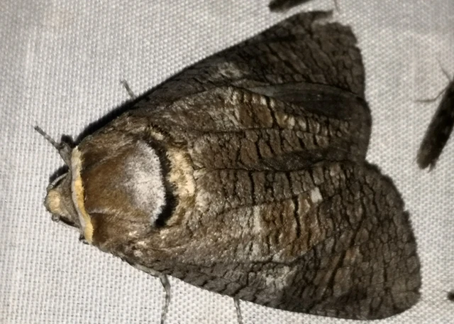 Cossus cossus - fűzfarontólepke
