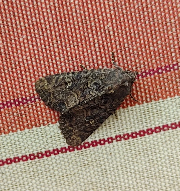 Mesapamea secalella/secalis