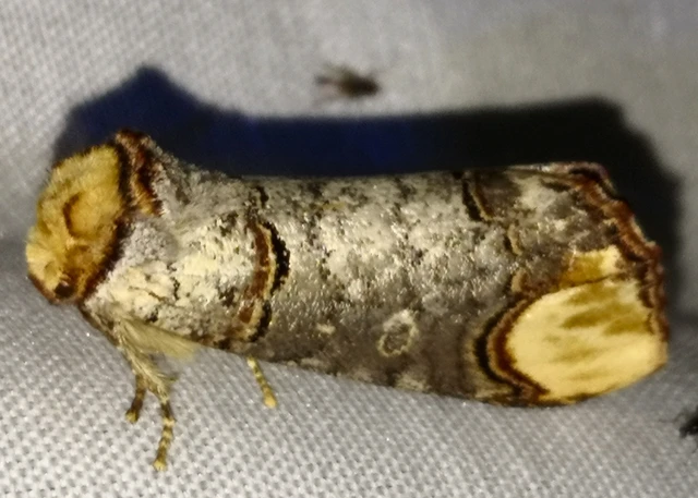 Phalera bucephala - sárgafoltos púposszövő