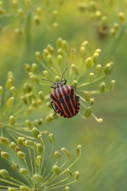 Graphosoma italicum - csíkos pajzsospoloska Graphosoma italicum - csíkos pajzsospoloska