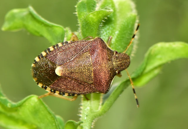 Peribalus strictus - tavaszi címerespoloska