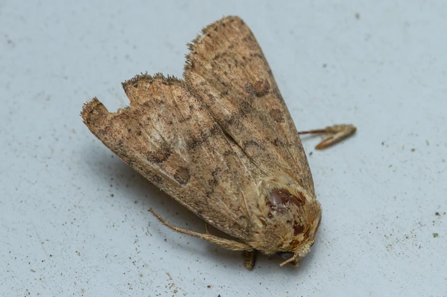 Hoplodrina octogenaria - barna selymesbagoly