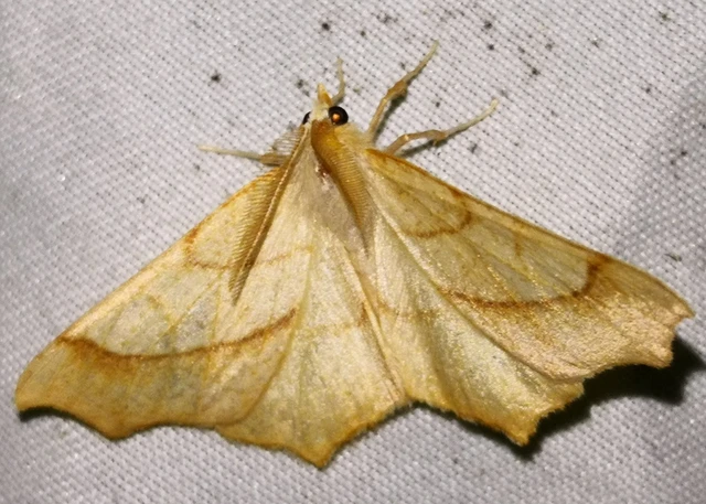 Ennomos quercinaria - tölgyfa-levélaraszoló