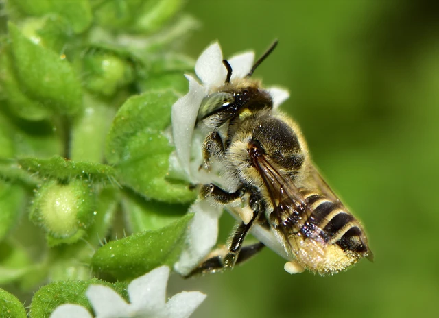 Megachile
