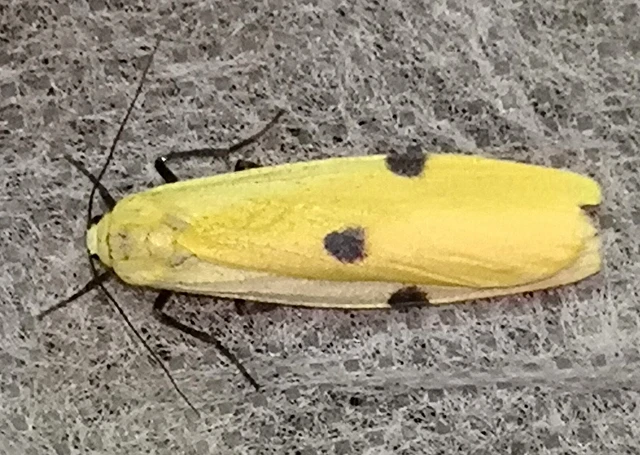 Lithosia quadra - négypettyes zuzmószövő