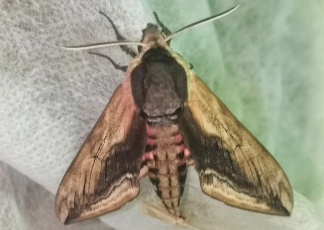 Sphinx ligustri - fagyalszender
