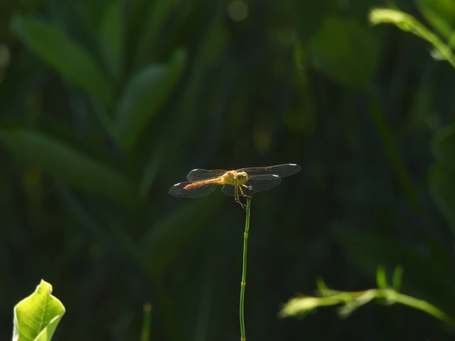 Sympetrum meridionale - fakó katona-szitakötő