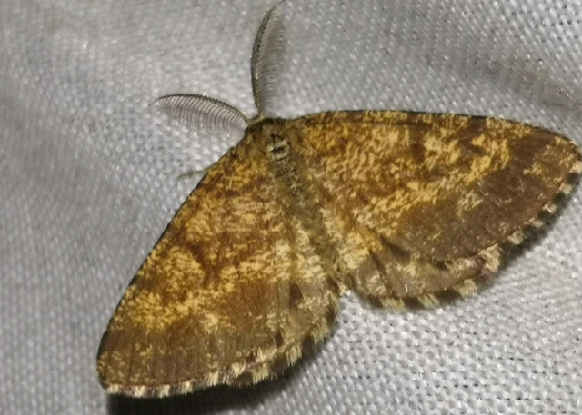 Ematurga atomaria - barna rétiaraszoló
