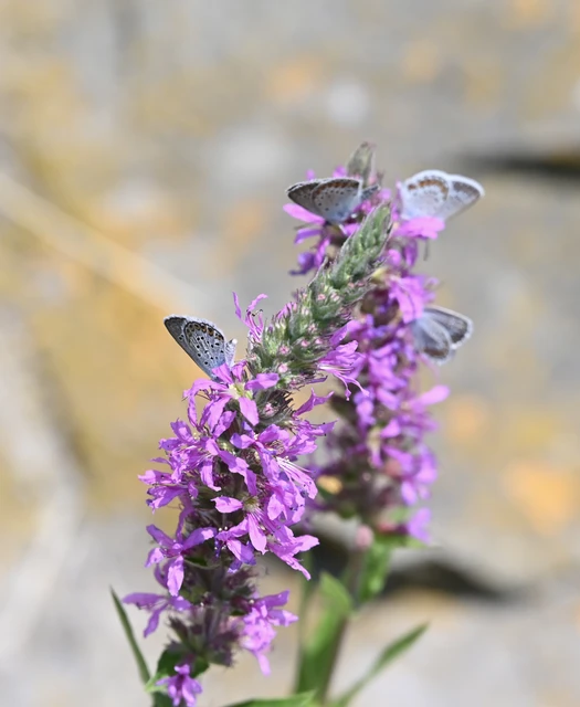 Plebejus argus - ezüstös boglárka