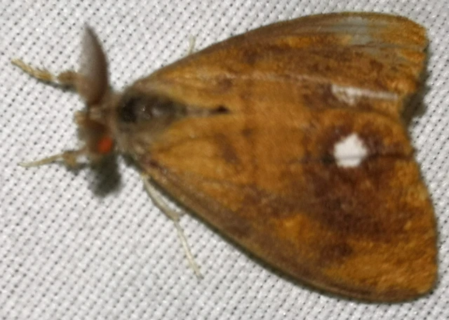 Orgyia antiqua - rozsdabarna kisszövő